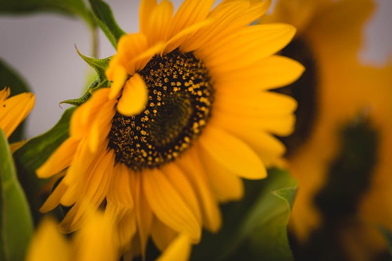 Bouquet estival interflora — Soleil d'Été