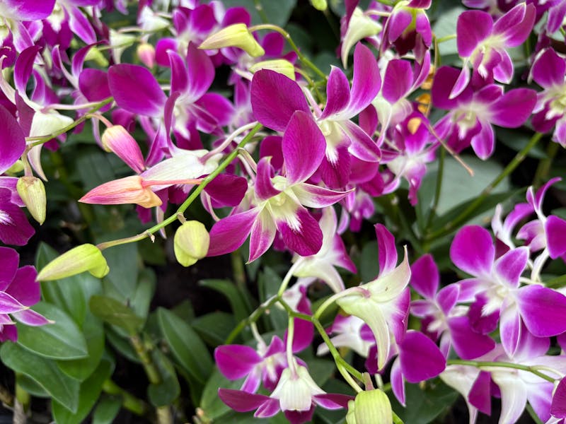 Orchidées exotiques interflora — Orchidée Tropicale