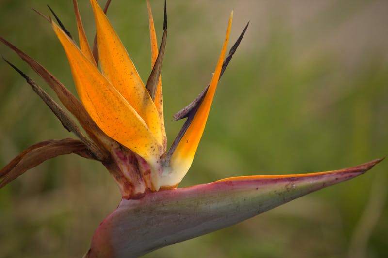 Strelitzia bouquet interflora — Oiseau de Paradis