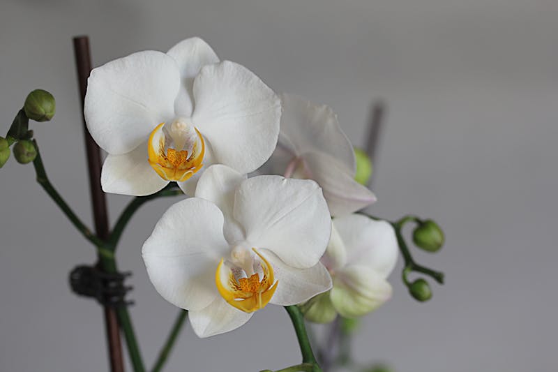 Plantes vertes et déco florale tendance Interflora